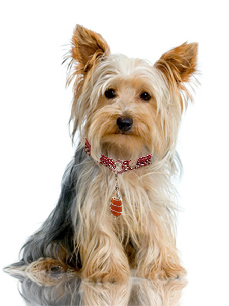 images/yorkshire-terrier wi pawmulet necklace.jpg